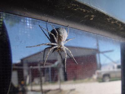 Spider 01