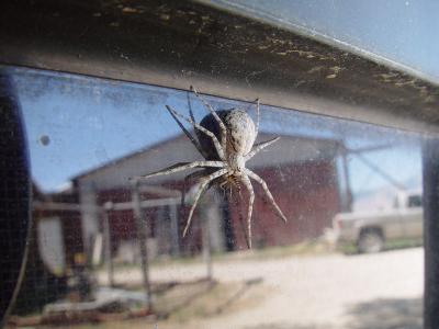 Spider 02