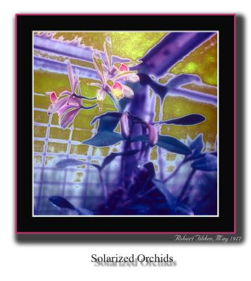 SolarizedOrchids frame.JPG