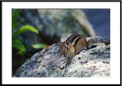 ...this small critter hopes I don't see him. (Maine, chipmunk)