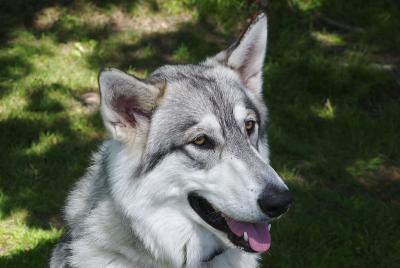 He's 3/4 wolf and just as nice as he is handsome! (wolf dog)