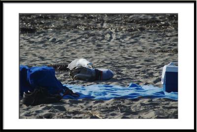 ....even the seagulls!