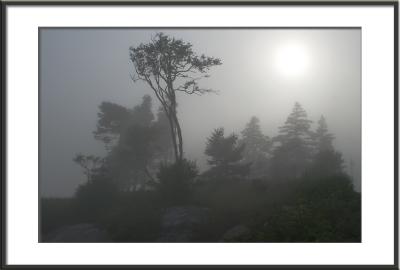 Fog makes layers (trees, Maine)