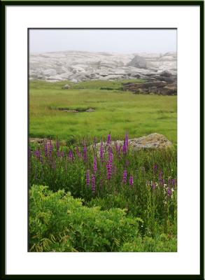 Late July/Early August finds lovely wild flowers growing along the shore.