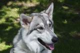 Hes 3/4 wolf and just as nice as he is handsome! (wolf dog)