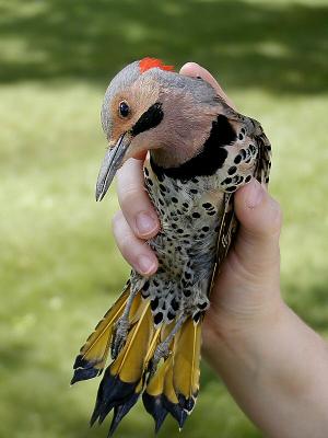 Fallen Flicker.jpg