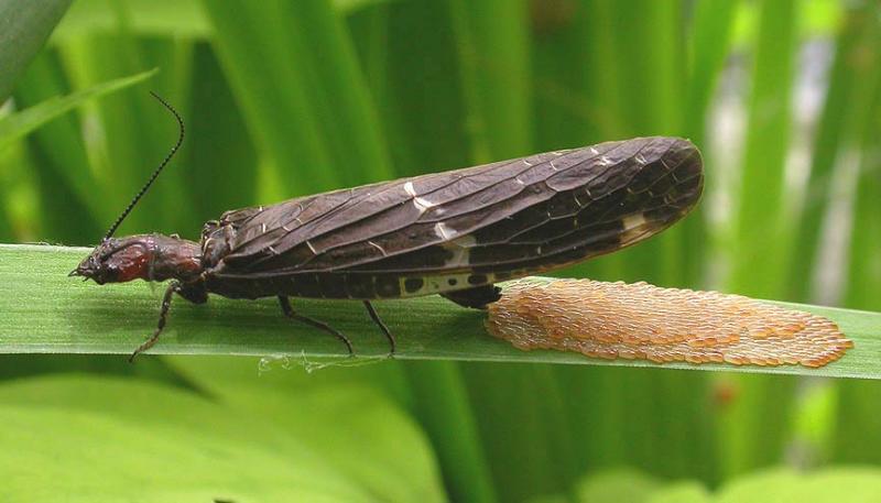 Nigronia spp.