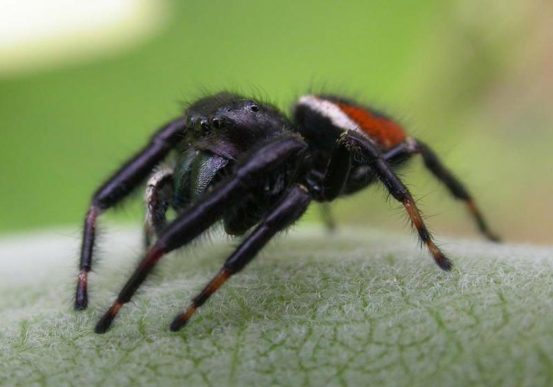 Phidippus clarus - male