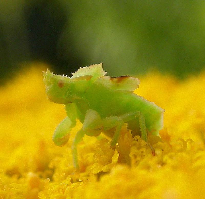 Ambush bug