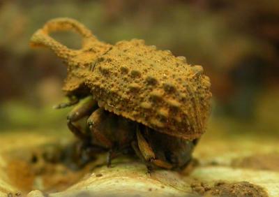 Horned Fungus Beetles - mating