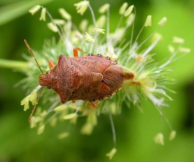 a predatory species of stink bug in the genus Podisus