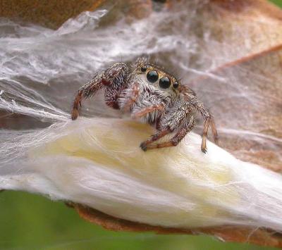  Jumping Spider guarding her egg case (Metaphid sp?)