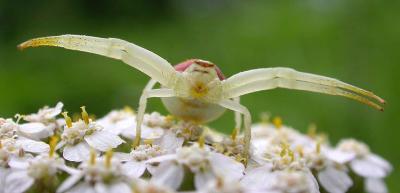 Flower Spider