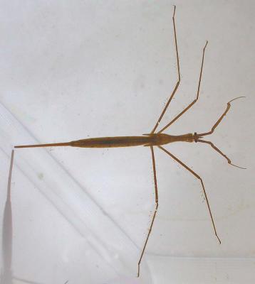 Brown Water Scorpion