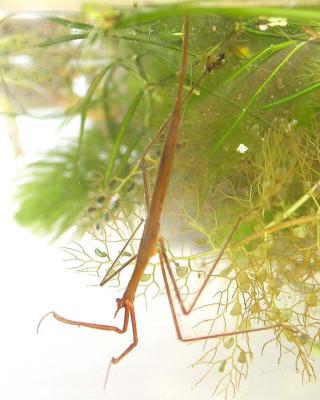 Brown Water Scorpion