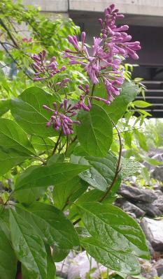 Hungarian lilac