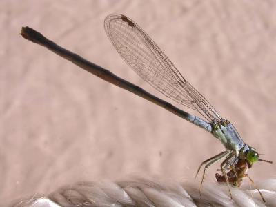 Eastern Forktail damselfly - female with prey