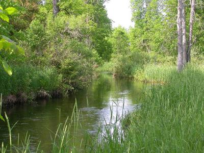 Kings Creek - upstream view of Section One