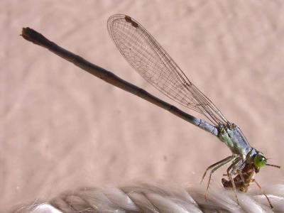 Ischnura verticalis - Eastern Forktail - eating