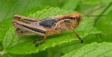 grasshopper on a rugosa rose leaf