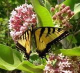 Eastern Tiger Swallowtail on milkweed flowers