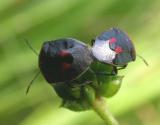 Stink bugs mating -- Cosmopepla lintneriana (Kirkaldy)