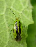 Four-lined Plant Bug