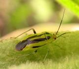 Four-lined Plant Bug on Mullein leaf