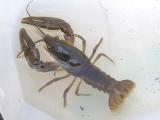 Jock River crayfish