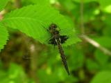 Common Baskettail  --  <i>Epitheca cynosura</i>  --  male