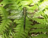 Arigomphus of some spiecies -- perhaps A. furcifer the Lilypad Clubtail