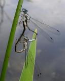 Damselflies - mating - 2