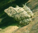 Pseudacrs crucifer 2