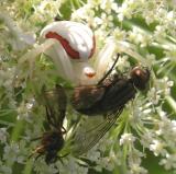 Garden spider with prey