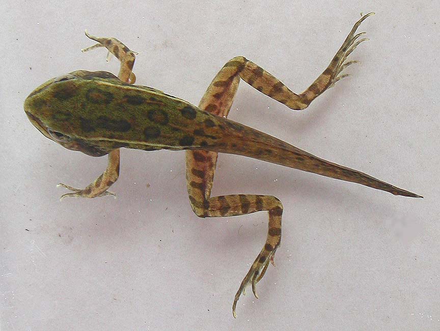 Rana pipiens  2