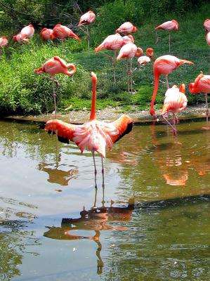 Pretty in Pink