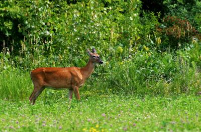 Bambi