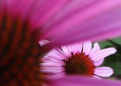 Two Coneflowers