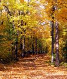 Autumn Leaves