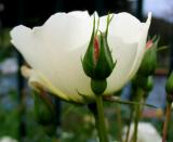 Name of the Rose