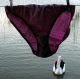 The Pelican Brief