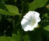 White Oleander