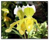 Yellow Orchids