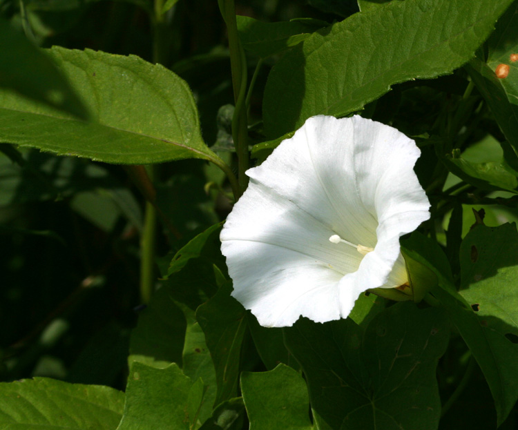 White Oleander