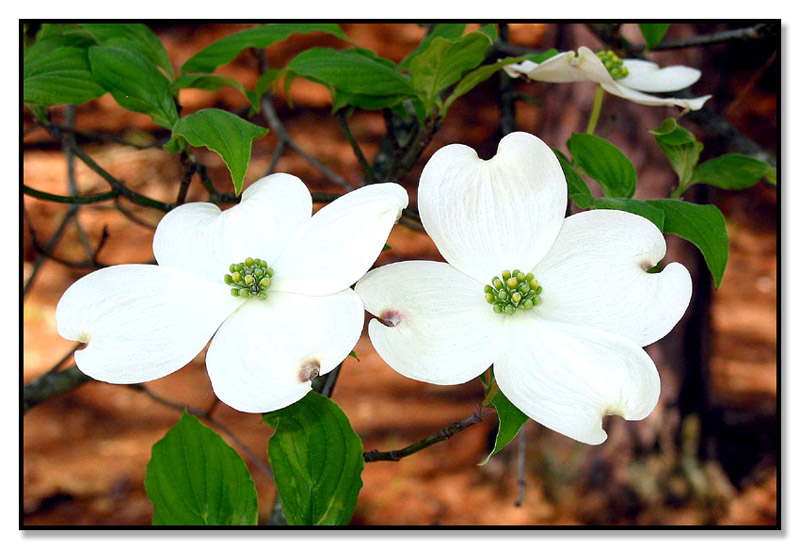 Georgia Dogwoods