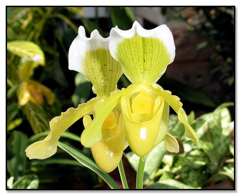 Yellow Orchids