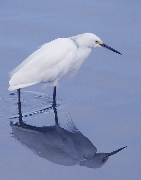 Bird, Reflecting