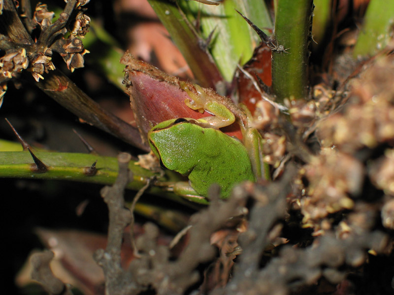 The Frog & The Spider
