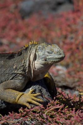 6609-south plaza isl land iguana2.jpg