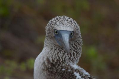 6728-espanola isl punta suarez blue footed boobie6.jpg